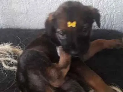 Cachorro ra a viralatinha idade Abaixo de 2 meses nome Boca Negra