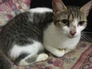 Gato raça SRD idade 3 anos nome Marrie