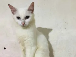 Gato raça SRD idade 2 anos nome Alemã 