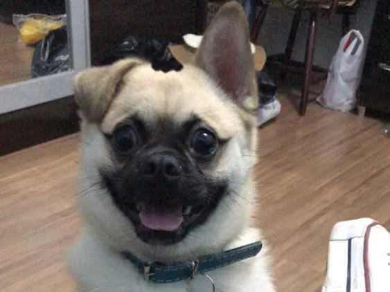 Cachorro ra a Pug/ Spitz Alemão  idade 1 ano nome Flok