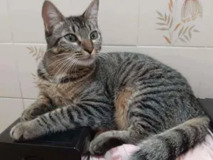 Gato raça Srd idade 1 ano nome Atena