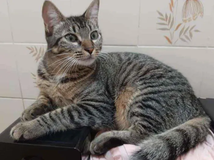 Gato ra a Srd idade 1 ano nome Atena