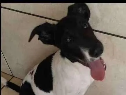 Cachorro raça Não definida idade 7 a 11 meses nome Dug