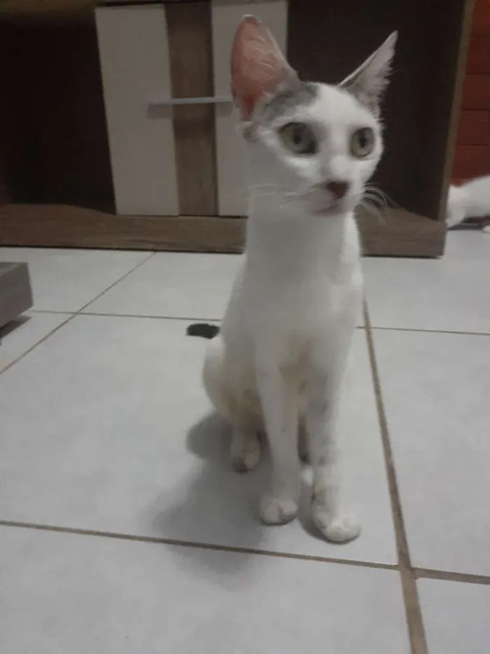 Gato raça SRD idade 1 ano nome Lola