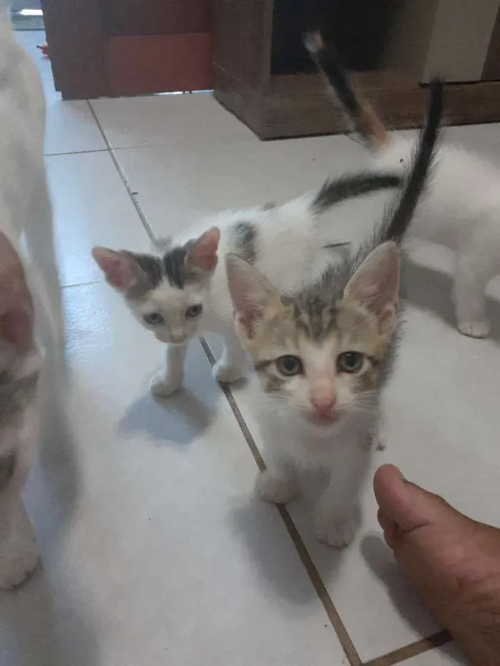 Gato raça SRD idade 2 a 6 meses nome Eles ainda tem nome