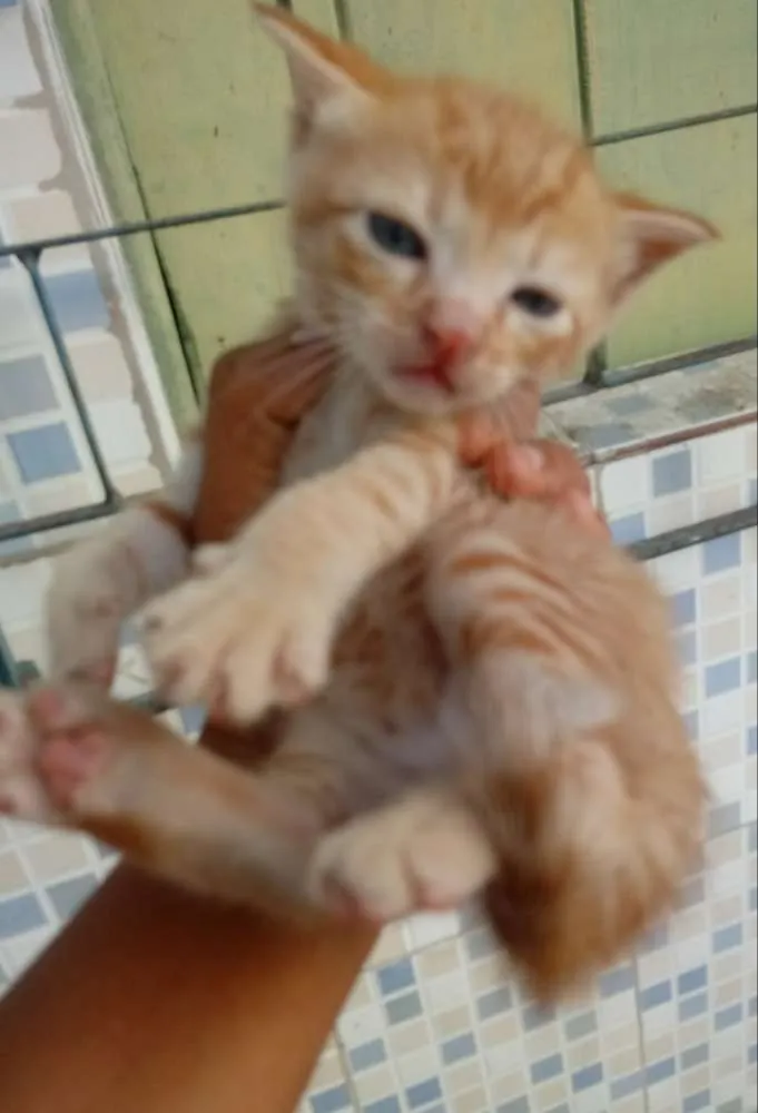 Gato raça Srd idade Abaixo de 2 meses nome Sem nome
