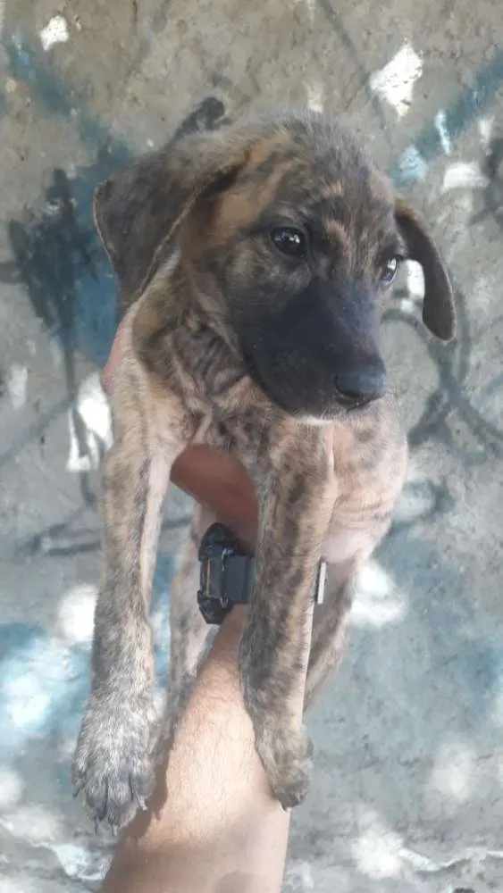 Cachorro raça Vira latas idade 2 a 6 meses nome Sem nomes