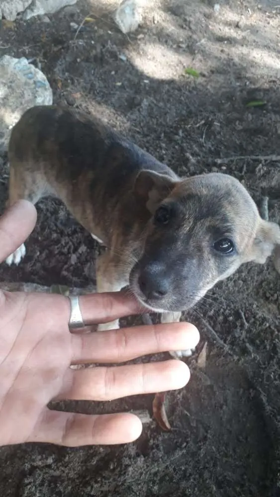 Cachorro raça Vira latas idade 2 a 6 meses nome Sem nomes