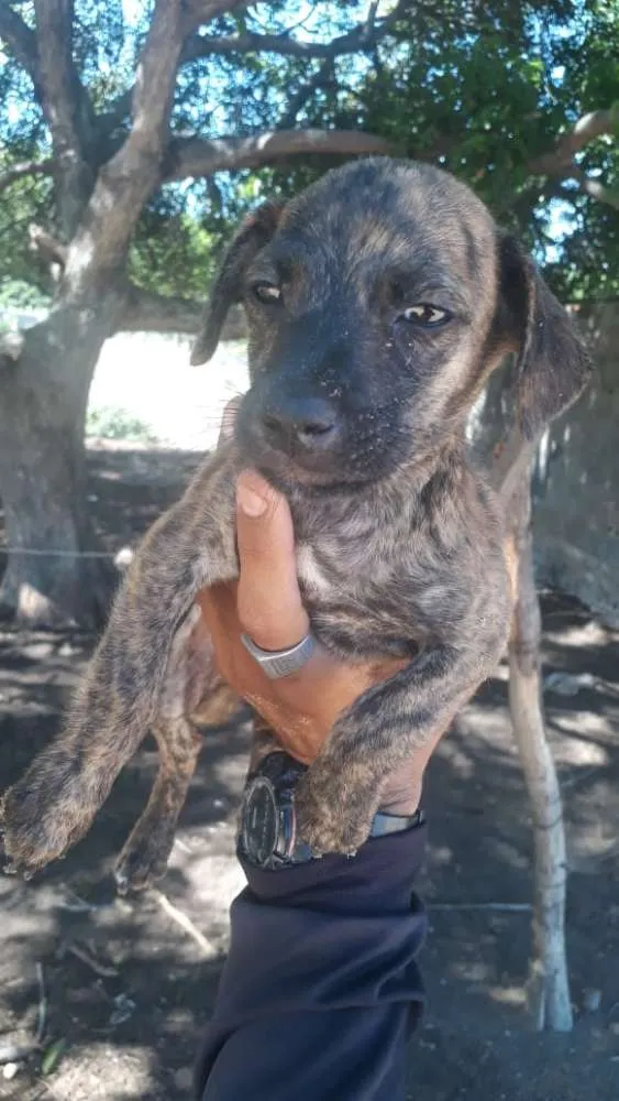 Cachorro raça Vira latas idade 2 a 6 meses nome Sem nomes