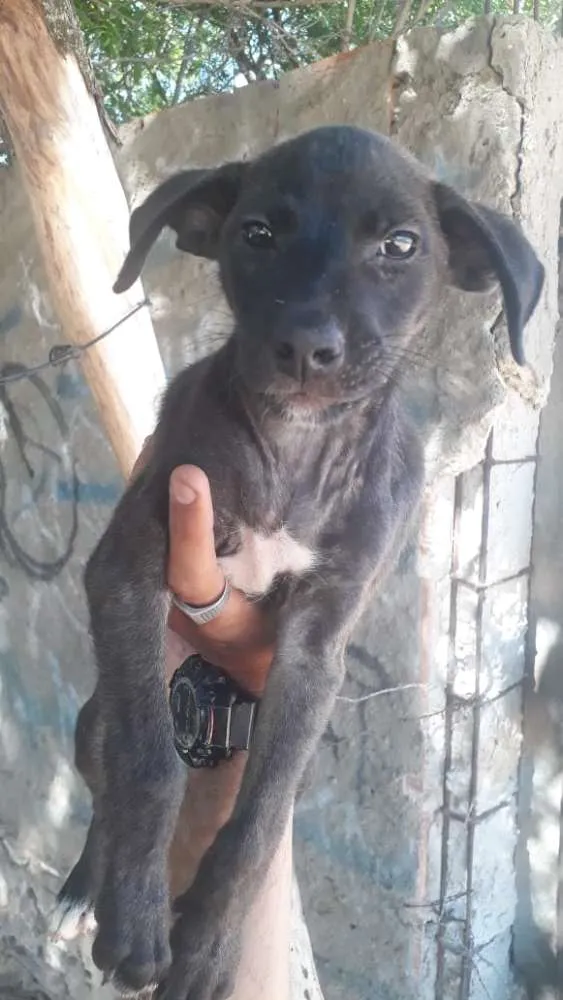 Cachorro raça Vira latas idade 2 a 6 meses nome Sem nomes