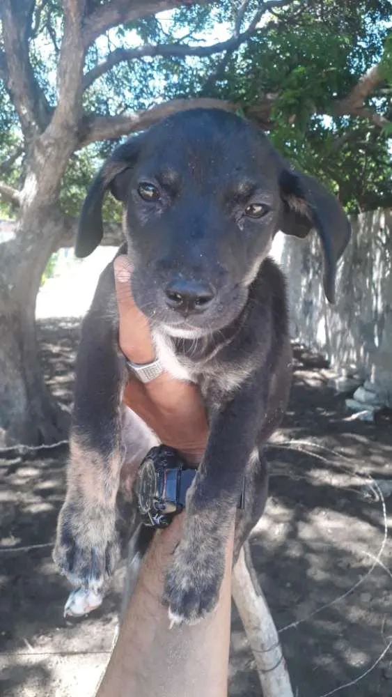 Cachorro raça Vira latas idade 2 a 6 meses nome Sem nomes