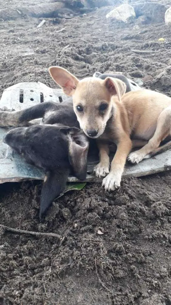 Cachorro raça Vira latas idade 2 a 6 meses nome Sem nomes
