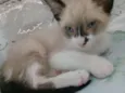Gatos