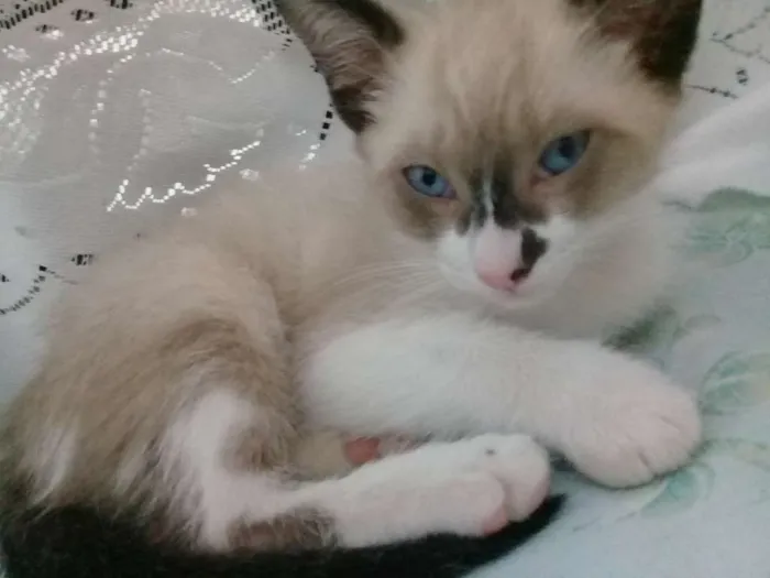 Gato ra a Nao definida idade 2 a 6 meses nome Gatos