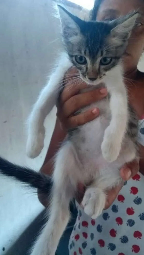 Gato raça Srd idade Abaixo de 2 meses nome Sem nomes