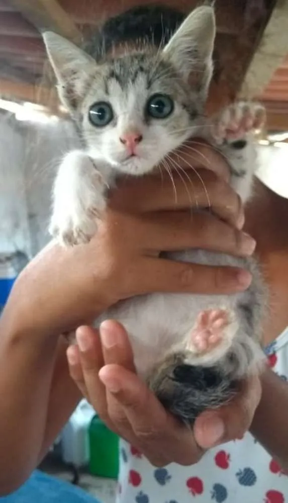 Gato raça Srd idade Abaixo de 2 meses nome Sem nomes