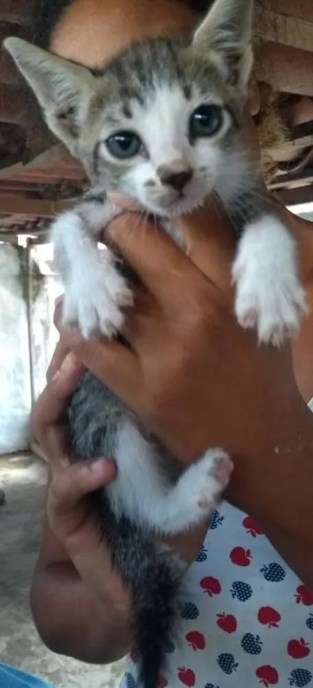 Gato raça Srd idade Abaixo de 2 meses nome Sem nomes