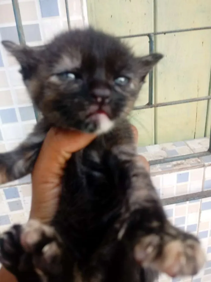 Gato raça Srd idade Abaixo de 2 meses nome Sem nomes