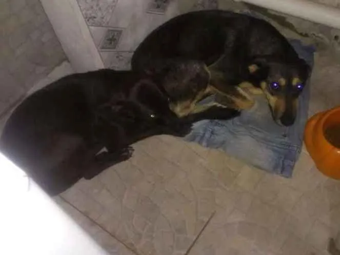 Cachorro ra a SRD idade 1 ano nome Neguinha 