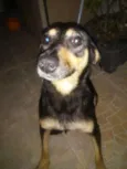 Neguinha
