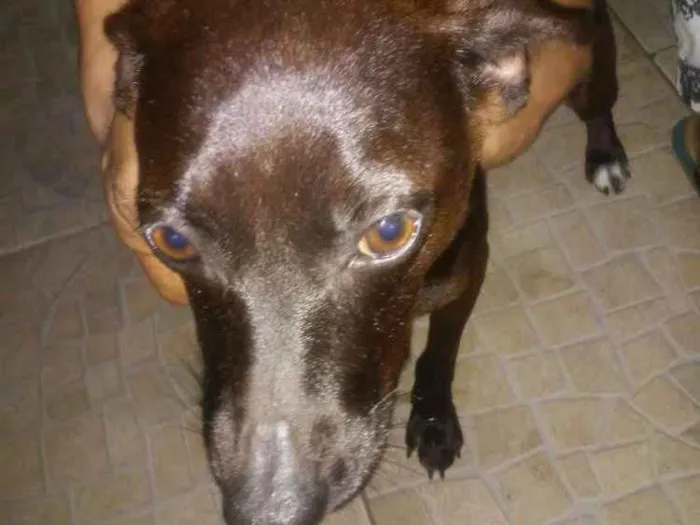 Cachorro ra a SRD idade 1 ano nome Neguinha 