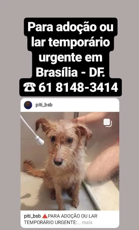 Cachorro ra a vira lata idade 2 anos nome sem nome
