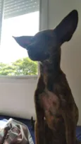 Goblin