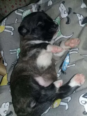 Cachorro raça Vira lata  idade 2 a 6 meses nome Nome indefinido 