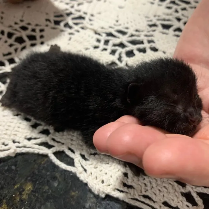 Gato ra a Ainda não tem como saber idade Abaixo de 2 meses nome Sem nome