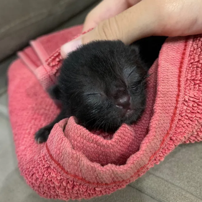 Gato ra a Ainda não tem como saber idade Abaixo de 2 meses nome Sem nome