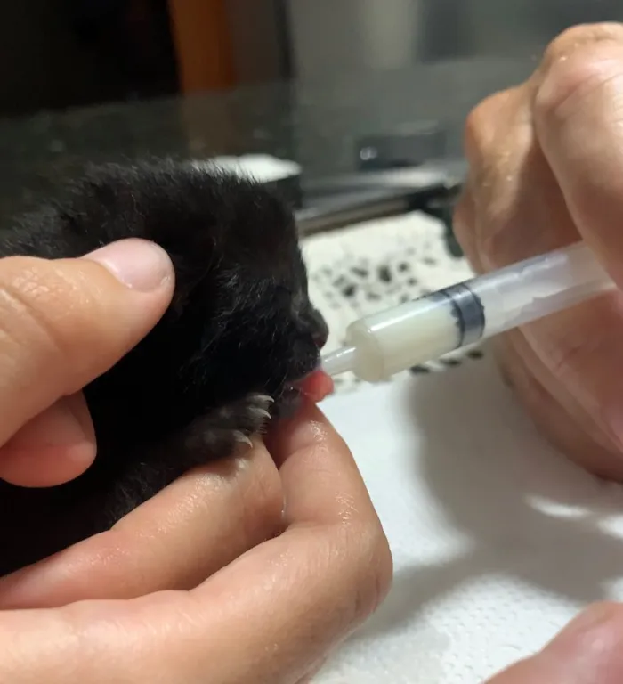 Gato ra a Ainda não tem como saber idade Abaixo de 2 meses nome Sem nome