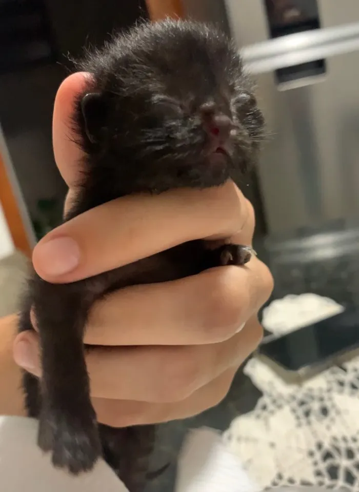 Gato ra a Ainda não tem como saber idade Abaixo de 2 meses nome Sem nome