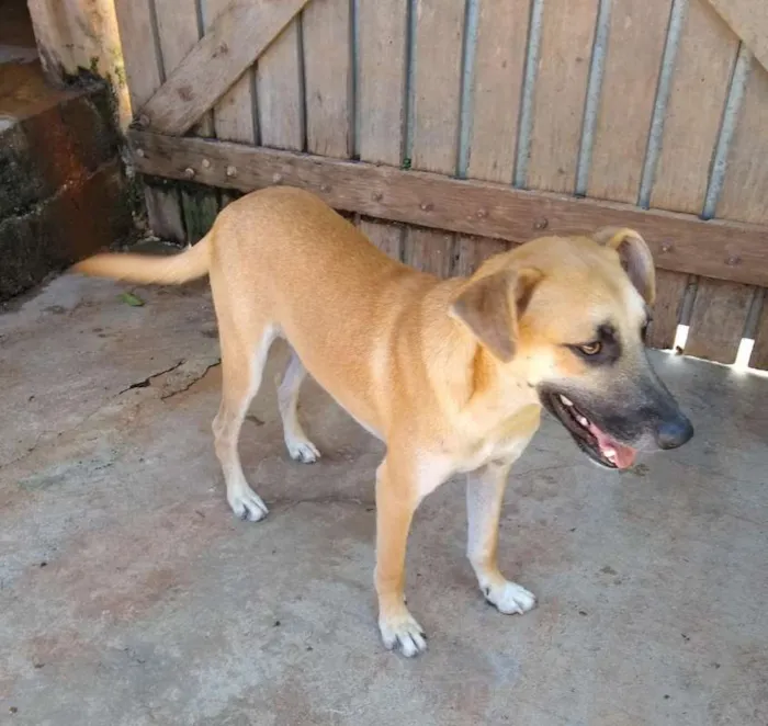 Cachorro ra a SRD idade 1 ano nome Nassi