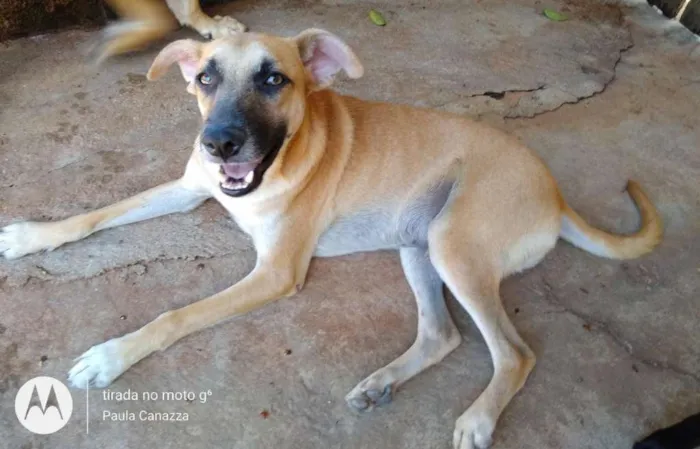 Cachorro ra a SRD idade 1 ano nome Nassi