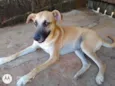 Nassi