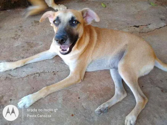 Cachorro ra a SRD idade 1 ano nome Nassi