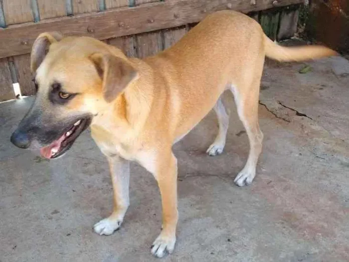 Cachorro ra a SRD idade 1 ano nome Nassi