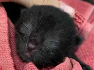 Gato raça Ainda não tem como saber idade Abaixo de 2 meses nome Sem nome