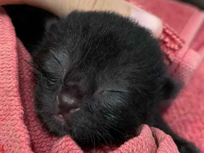 Gato ra a Ainda não tem como saber idade Abaixo de 2 meses nome Sem nome