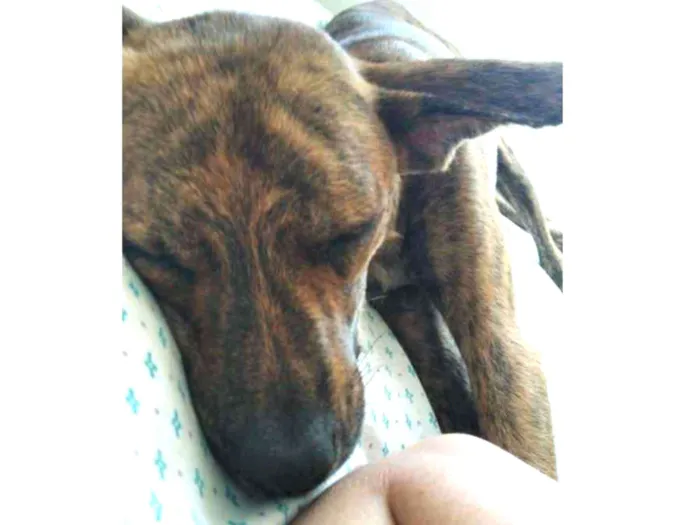 Cachorro ra a Vira-lata idade 1 ano nome Goblin