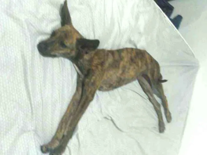 Cachorro ra a Vira-lata idade 1 ano nome Goblin