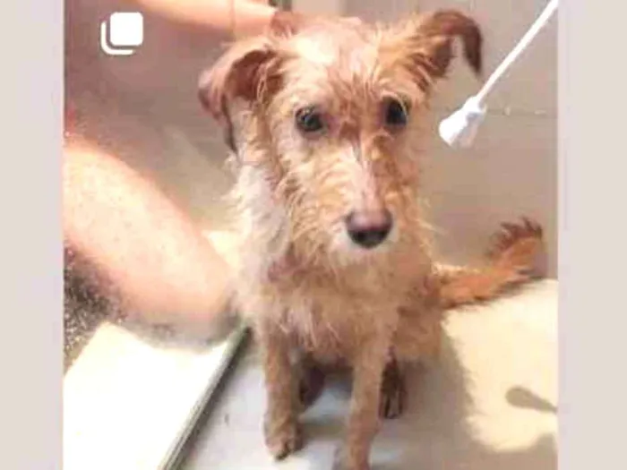 Cachorro ra a vira lata idade 2 anos nome sem nome