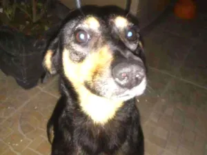 Cachorro raça SRD idade 1 ano nome Neguinha 
