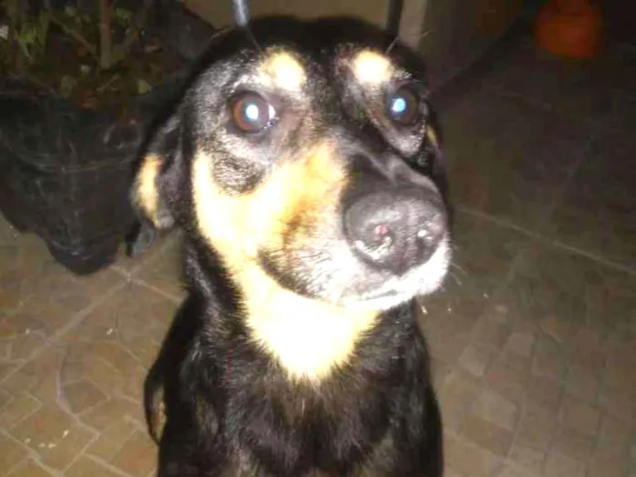 Cachorro ra a SRD idade 1 ano nome Neguinha 