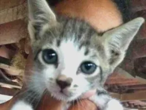 Gato raça Srd idade Abaixo de 2 meses nome Sem nomes