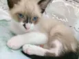 Gatos