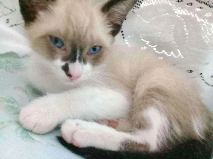Gato ra a Nao definida idade 2 a 6 meses nome Gatos