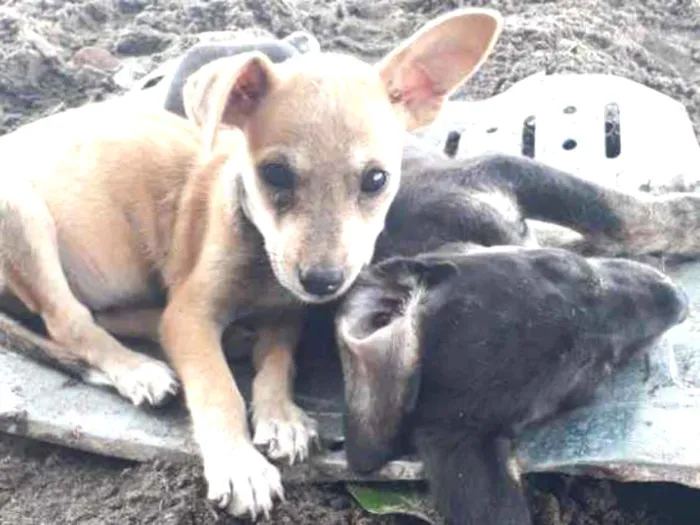 Cachorro raça Vira latas idade 2 a 6 meses nome Sem nomes