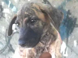 Cachorro raça Vira latas idade 2 a 6 meses nome Sem nomes