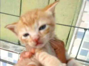 Gato raça Srd idade Abaixo de 2 meses nome Sem nome